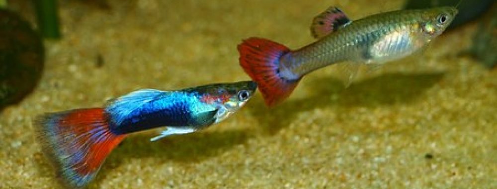 Aquaterra-Wendlingen e.V.