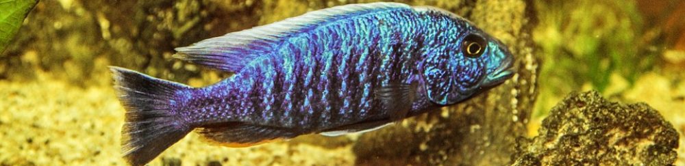 Aquaterra-Wendlingen e.V.