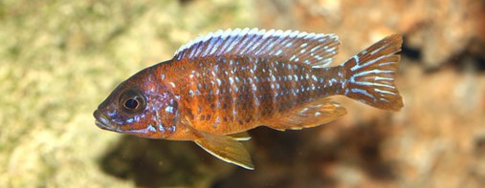 Aquaterra-Wendlingen e.V.