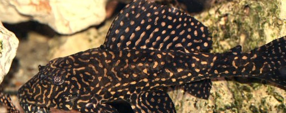 Aquaterra-Wendlingen e.V.