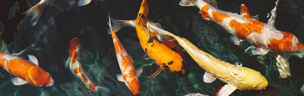 Aquaterra-Wendlingen e.V.